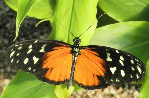 Réf. 199 799 : Heliconius hecale